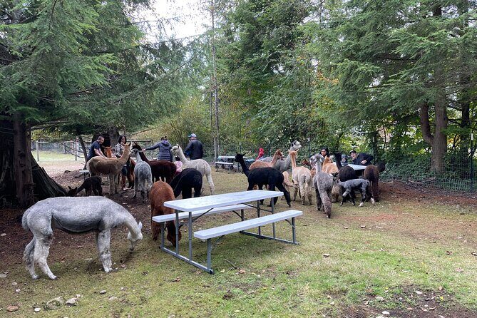 Alpaca Picnic - Immersive Animal Encounter - Seattle Experience - FAQs