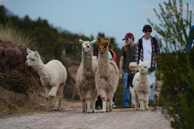 Alpaca Therapy Connect With the Inca Energy in the Sacred Valley - Connecting With Inca Energy Through Alpaca Therapy