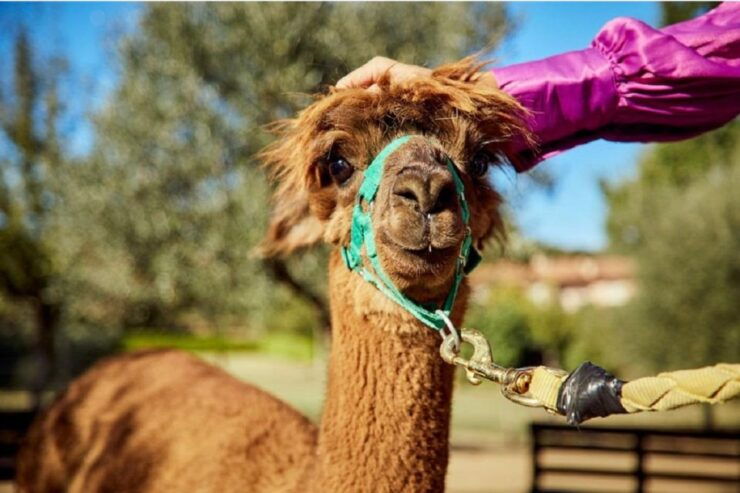 Alpaca Trek in Valdichiana Senese - Good To Know