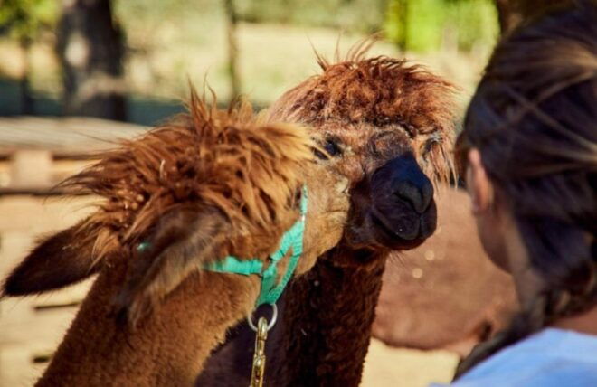 Alpaca Trek in Valdichiana Senese - What to Expect