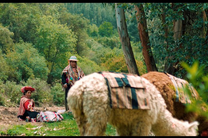 Alpaca Walk & Natural Dye Tour: A Memorable Full Day Experience - Frequently Asked Questions