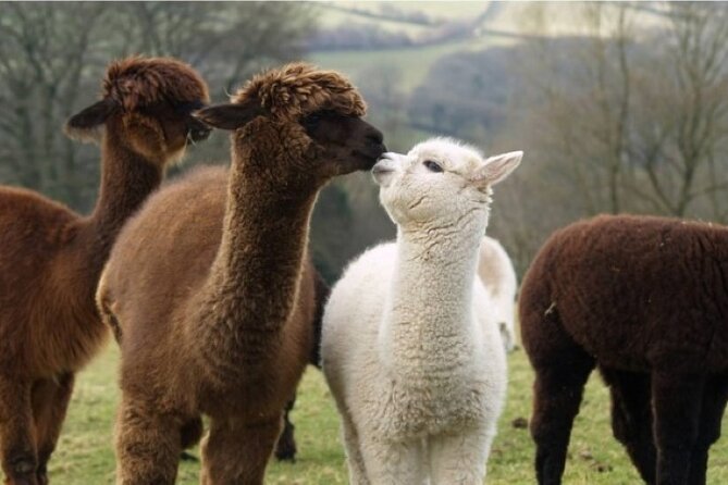 Alpaca World and Hongcheon Gingko Forest Golden Trails Day Tour - Minimum Traveler Requirement