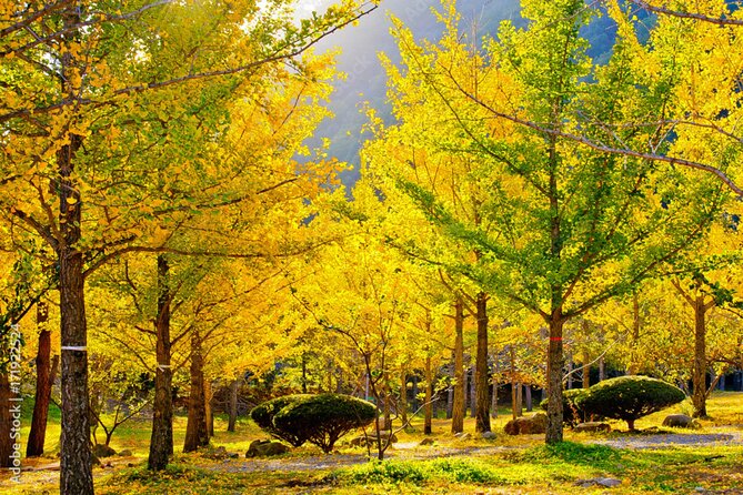 Alpaca World and Hongcheon Gingko Forest Golden Trails Day Tour - Reviews
