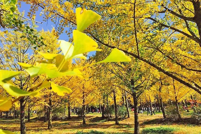 Alpaca World and Hongcheon Gingko Forest Golden Trails Day Tour - The Sum Up