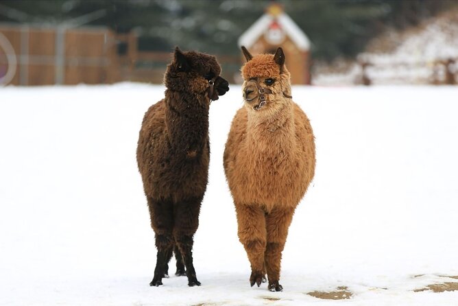 Alpaca World and Nami Island With Gangchon Rail Bike Tour - Cancellation Policy