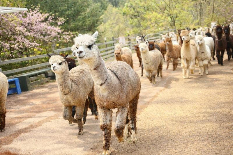 Alpaca World & Gangchon Rail Bike Full-Day Tour - Riding the Gangchon Rail Bike