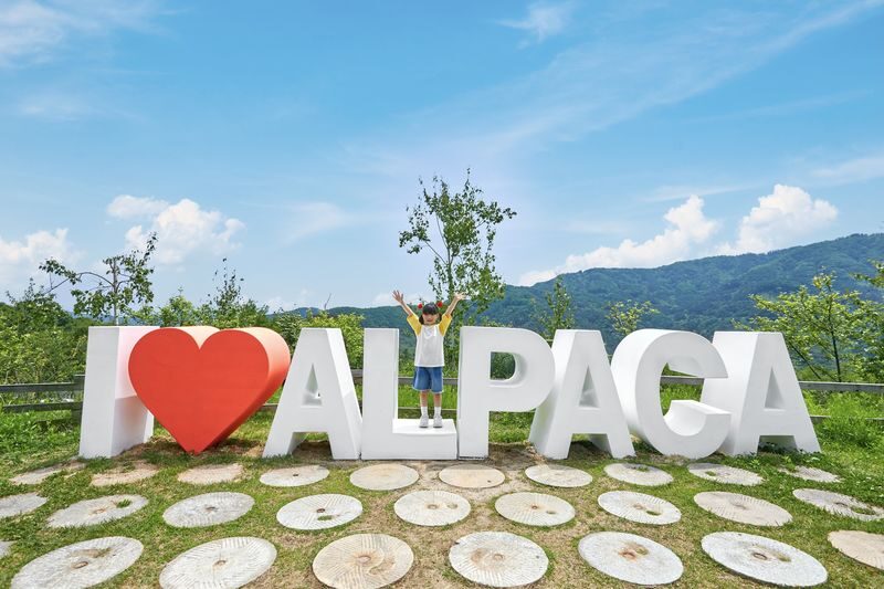 Alpaca World & Gangchon Rail Bike Full-Day Tour - Is $79.45 good value?