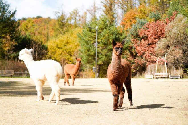 Alpaca World + Garisan FULL Course Zipwire - Inclusions and Services