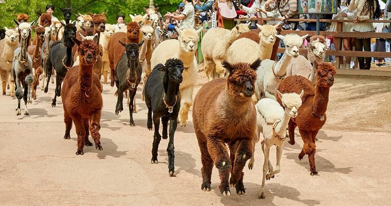 Alpaca World & Nami Island & Nearby Spots 10-Hour Private Tour - Five things to know before you book