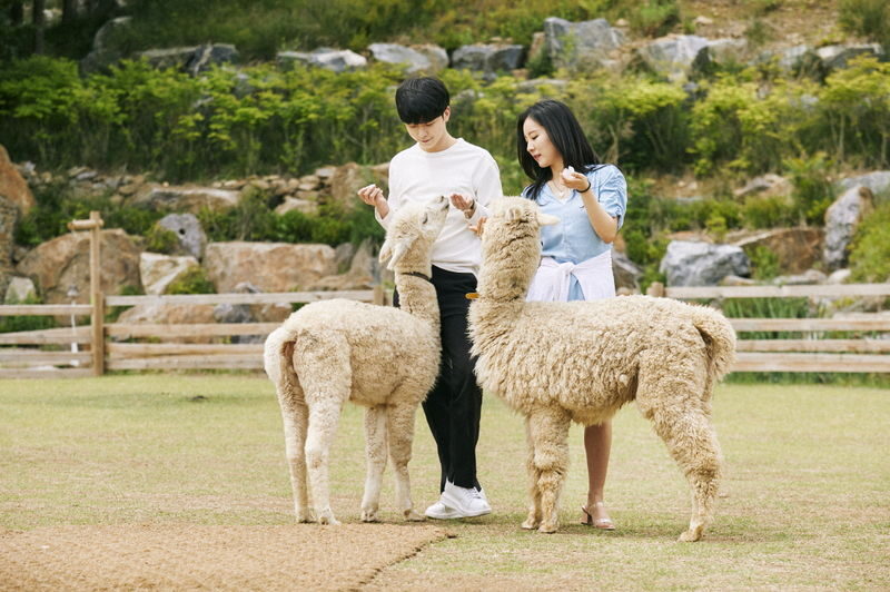 Alpaca World & Nami Island & Nearby Spots 10-Hour Private Tour - Alpaca World is a close-up animal stop, not a quick photo break