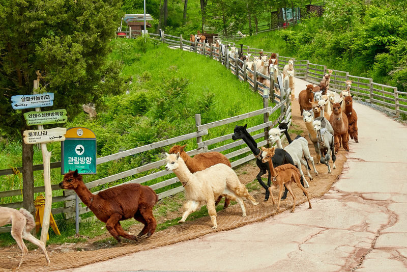 Alpaca World / Nami Island / Rail Bike / Legoland & More Day Tour - Key points before you choose