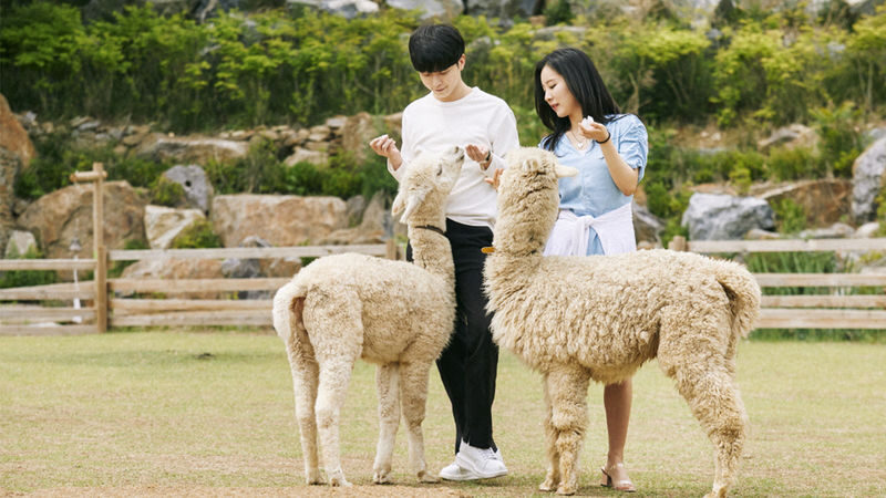 Alpaca World / Nami Island / Rail Bike / Legoland & More Day Tour - A long day made easier from Seoul