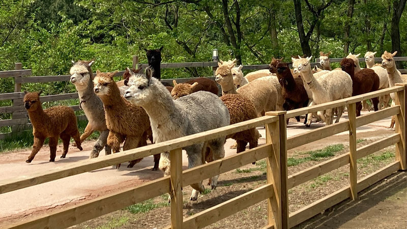 Alpaca World / Nami Island / Rail Bike / Legoland & More Day Tour - Gangchon Rail Bike: pedal through themed tunnels