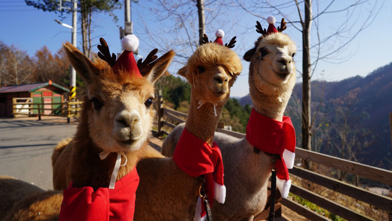 Alpaca World / Nami Island / Rail Bike / Legoland & More Day Tour - Nami Island: scenic, peaceful and easy to underestimate