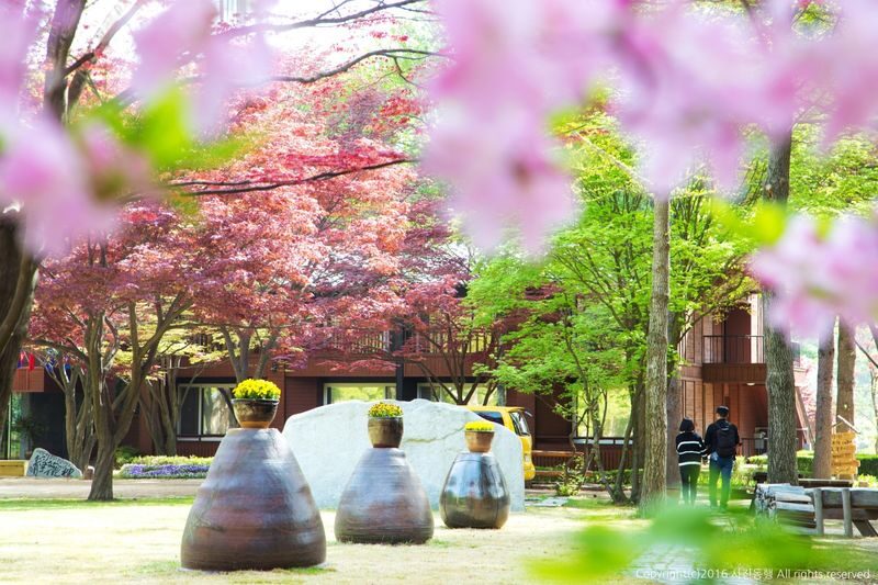 Alpaca World / Nami Island / Rail Bike / Legoland & More Day Tour - Who will enjoy this day trip most