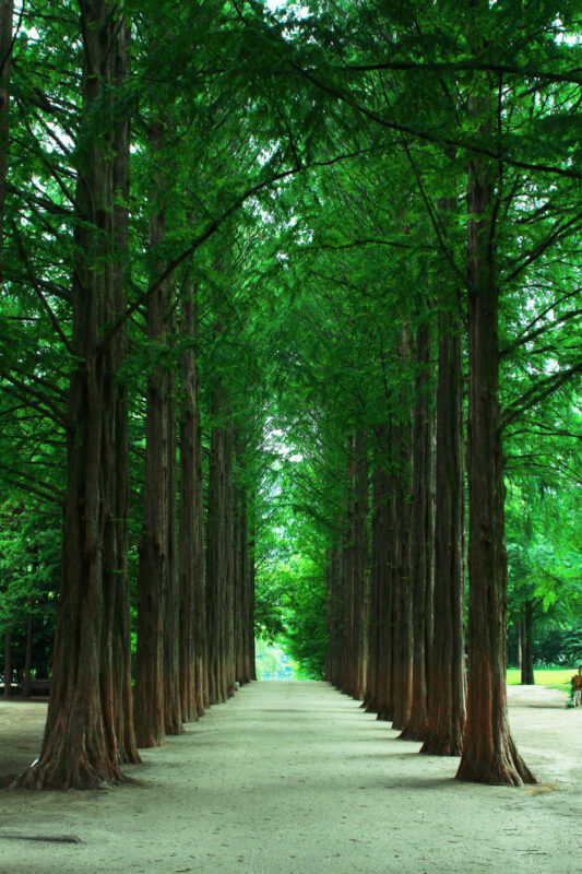 Alpaca World / Nami Island / Rail Bike / Legoland & More Day Tour - Should you book it?