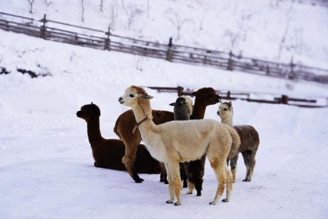 Alpaca World & Rail Bike & Chuncheon Ice Valley Waterfall - Important Visitor Information