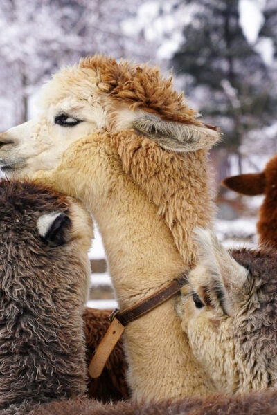 Alpaca World & Rail Bike & Chuncheon Ice Valley Waterfall - Booking and Cancellation Policy