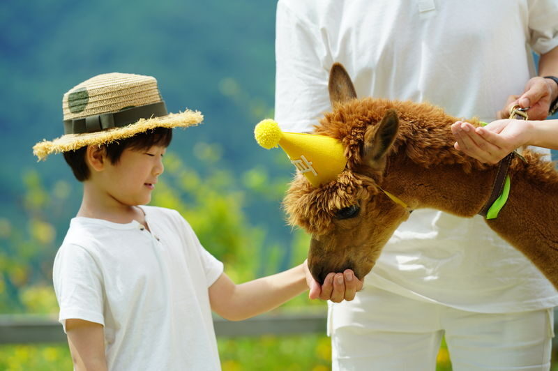Alpaca World Ticket in Hongcheon, Gangwon-do - The 10:10 AM alpaca rush is worth planning around