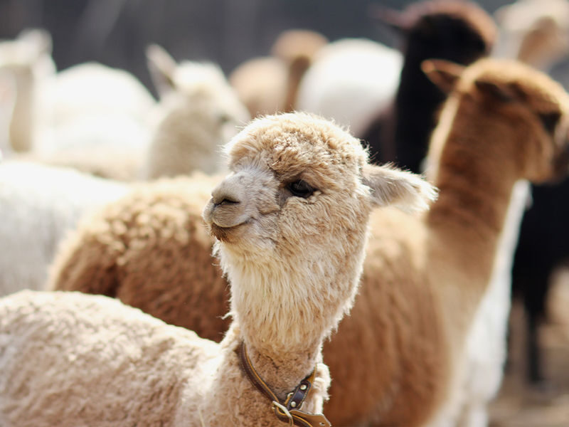 Alpaca World Ticket in Hongcheon, Gangwon-do - Meeting alpacas, then following the forest paths