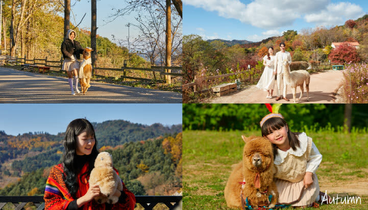 Alpaca World Ticket in Hongcheon, Gangwon-do - What two to three hours can realistically cover