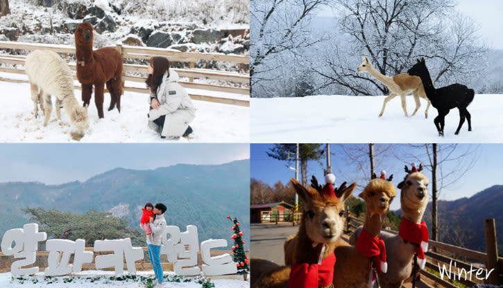 Alpaca World Ticket in Hongcheon, Gangwon-do - Getting to a rural park in Hongcheon