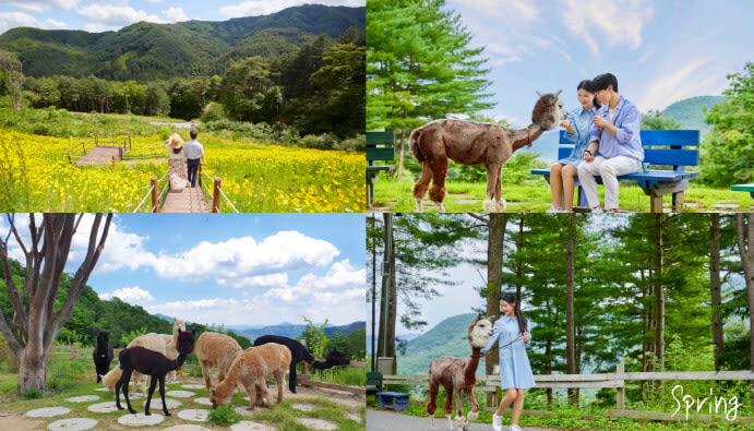 Alpaca World Ticket in Hongcheon, Gangwon-do - Is the ticket good value?