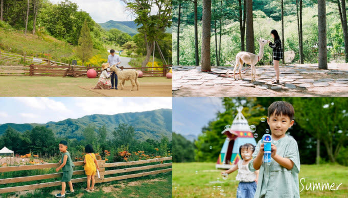 Alpaca World Ticket in Hongcheon, Gangwon-do - Who will enjoy Alpaca World most?