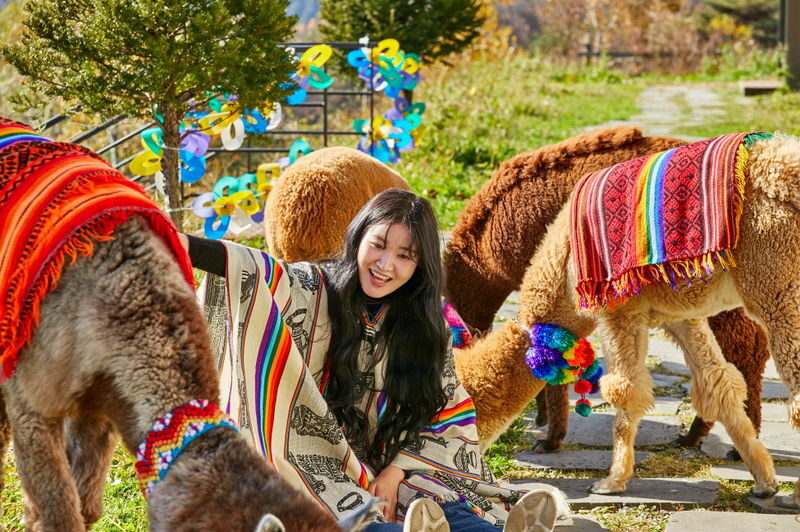 Alpaca World Ticket in Hongcheon, Gangwon-do - Should you book?