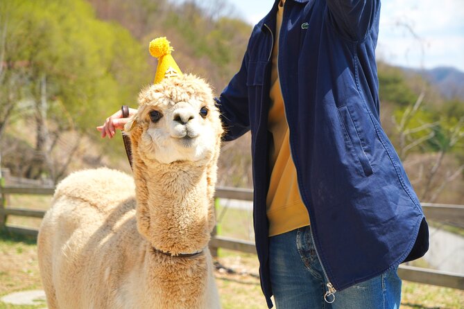 Alpaca World Tour With Nami Island & Optional Railbike or Garden - Alpaca World Tour Overview