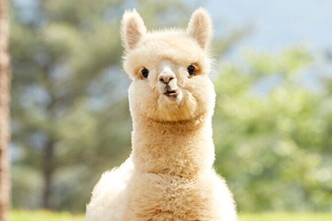 Alpaca World with Gangchon Rail Park One Day Tour - Additional Highlights and Practical Details