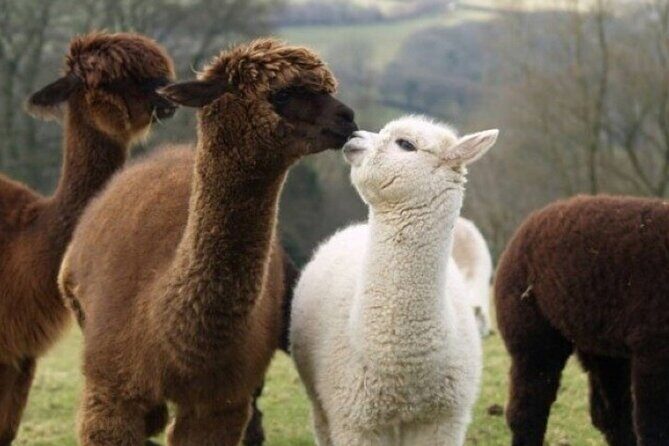 Alpaca World with Gangchon Rail Park One Day Tour - FAQ