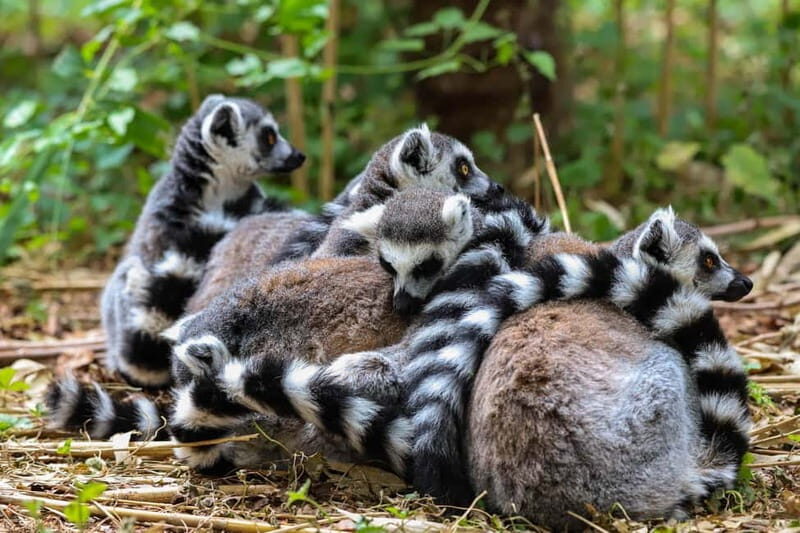 Alphen aan den Rijn: Avifauna Bird Park Entry Ticket - Good To Know