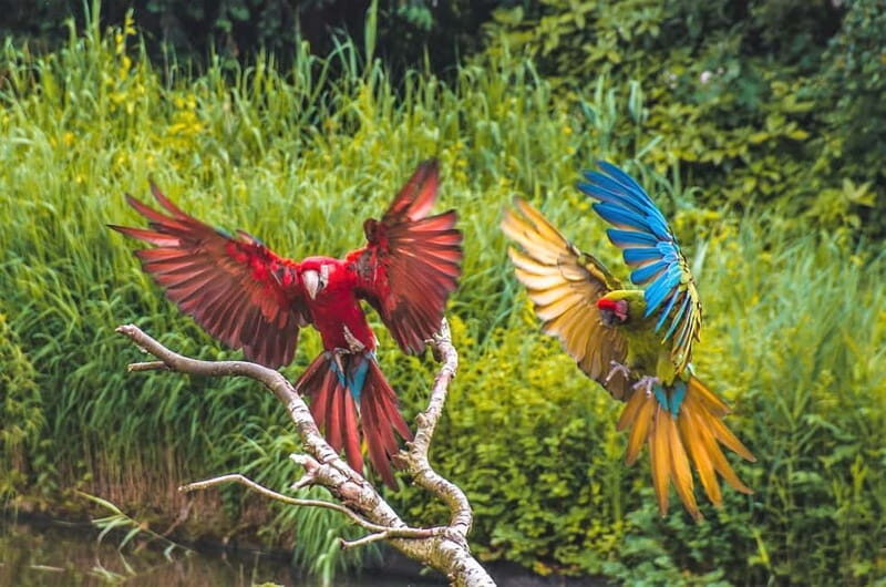 Alphen aan den Rijn: Avifauna Bird Park Entry Ticket - The Highlights of Your Visit