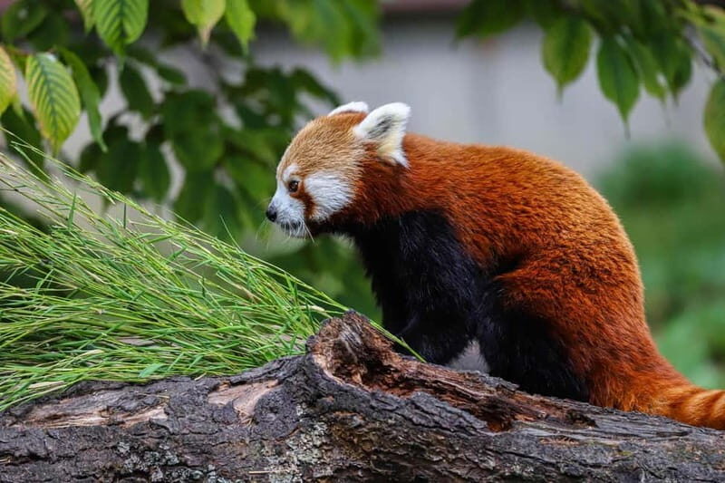 Alphen aan den Rijn: Avifauna Bird Park Entry Ticket - Pricing and Value