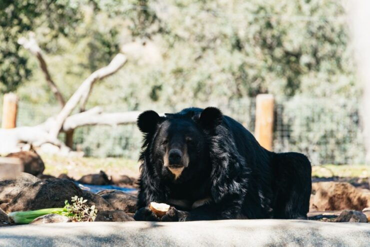 Alpine: Lions Tigers & Bears Animal Sanctuary Guided Visit - Experience at the Sanctuary