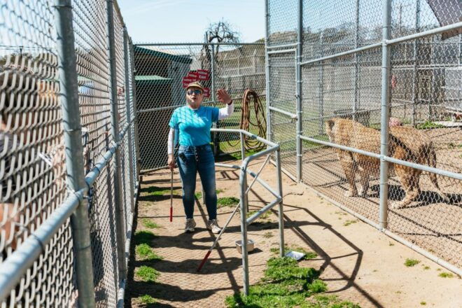 Alpine: Lions Tigers & Bears Sanctuary Visit and Feeding - Restrictions and Meeting Details