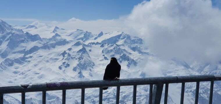 Alpine Majesty: Private Tour to Mount Titlis From Basel - Customer Reviews