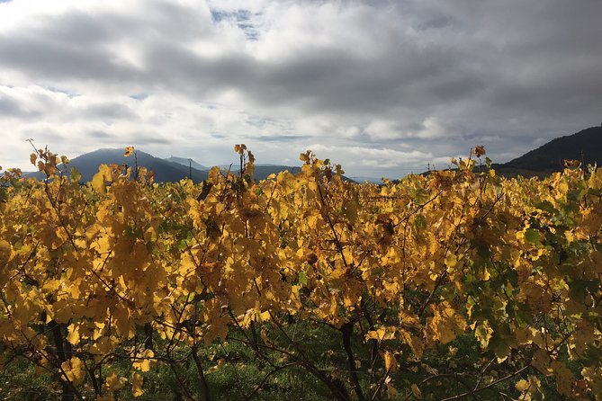 Alsace Discovery Private Tour With Local Villages & Castles - Excellent Communication and Entertainment