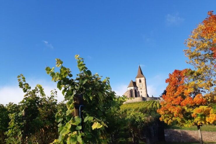 Alsace: Half-Day Wine Tour From Colmar - Wine Tasting Experience