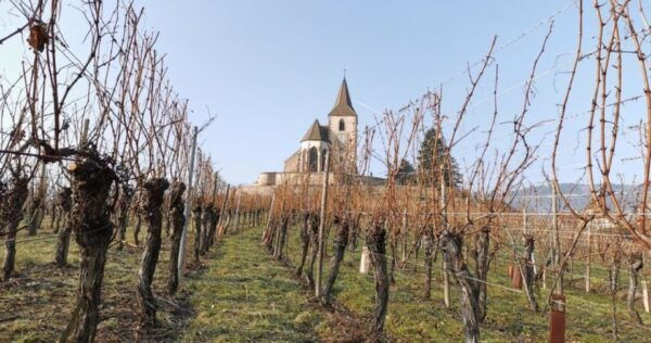 Alsace: Half-Day Wine Tour From Colmar - How to Get There