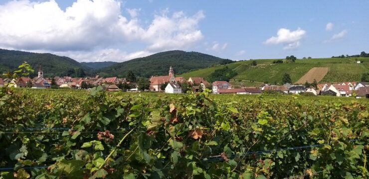 Alsace: Private Wine Tour - Activity Details