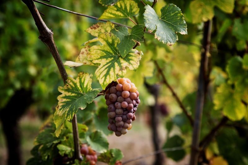 Alsace vineyard tour from Strasbourg - Is the price good value?