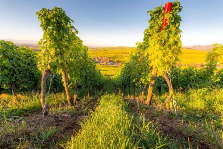 Alsace Wine Odyssey: Full-Day Private Tour From Strasbourg - Good To Know