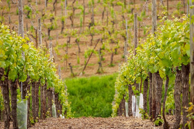 Alsace Wine Route Wineries & Tasting Small Group Guided Tour From Strasbourg - Itinerary