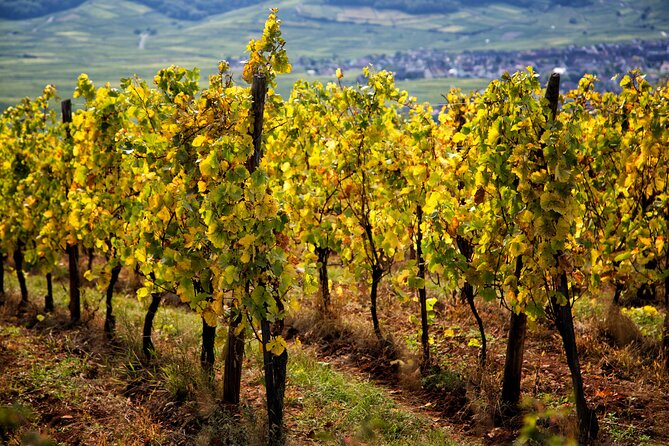 Alsace Wine Route Wineries & Tasting Small Group Guided Tour From Strasbourg - Reviews