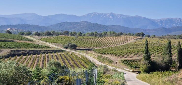 Alt Emporda Wine Tasting With Breakfast and Lunch - Good To Know