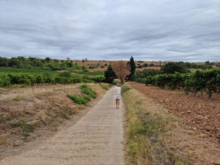 Alt Emporda Wine Tasting With Breakfast and Lunch - Experience Highlights