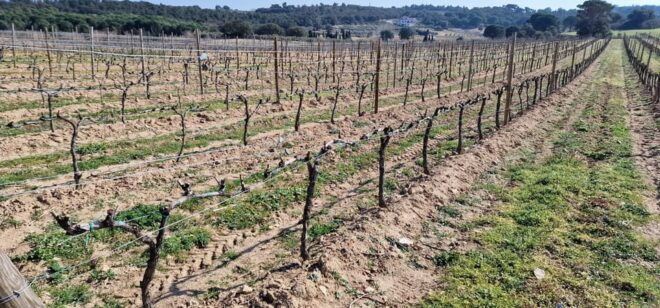 Alt Emporda Wine Tasting With Breakfast and Lunch - Additional Features