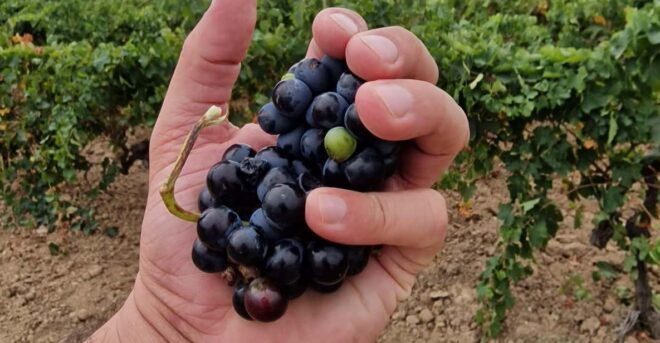 Alt Emporda Wine Tasting With Breakfast and Lunch - Meeting Point Details